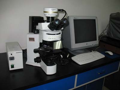 BX51荧光显微镜
